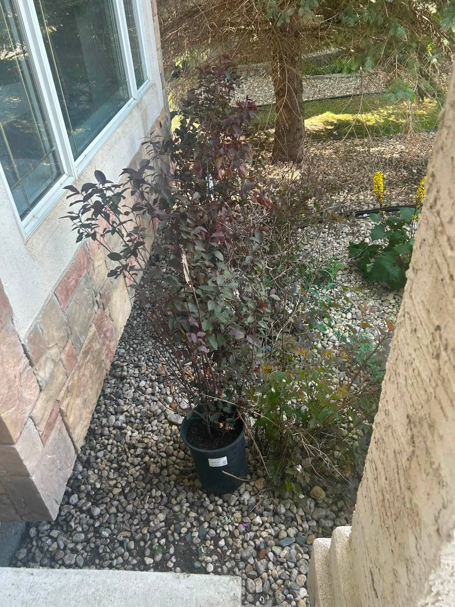 Before: Front bed planting