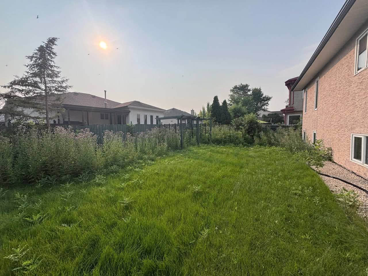 Before: Overgrown yard cut